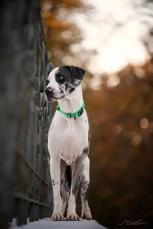Truelove Pet Collar Nylon Adjustable