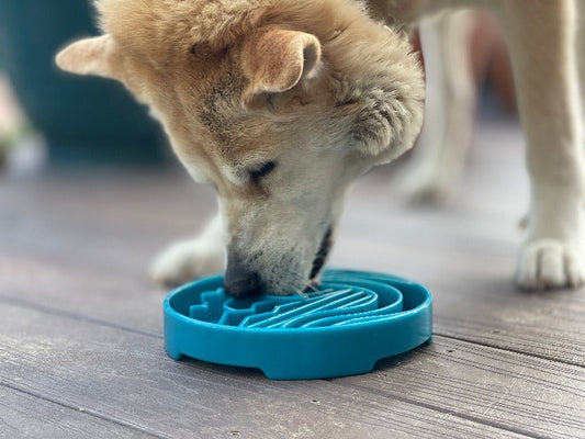Shallow Slow Feeder Dog Bowl