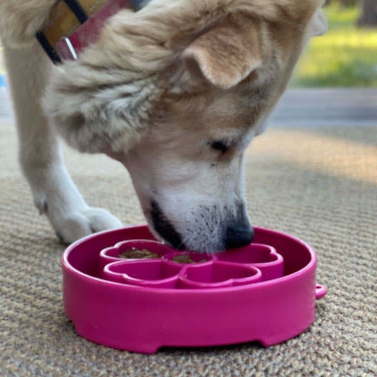 Slow Feeder Dog Bowl for Enrichment