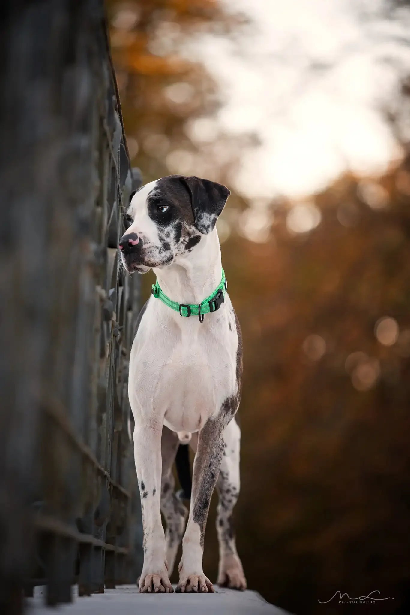 Truelove Pet Collar Nylon Adjustable